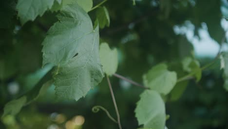 Leafs-of-Grape-Vines-as-the-sunsets-shot-using-Bmpcc4k-and-Canon-Fd's