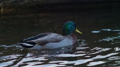 Male-duck-swims-in-canal-and-joins-female-duck