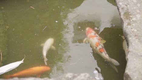 Roter-Fisch,-Der-In-Einem-Teich-Mit-Grünem-Wasser-Lebt