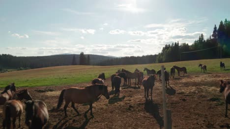 Aerial-drone-footage-of-brown-horses-grazing-on-a-meadow-during-a-beautiful-summer-evening