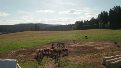 Aerial-drone-footage-of-horses-grazing-on-a-meadow-in-Sihla,-Slovakia