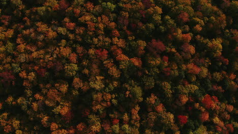 Slow-Zoom-Bird's-Eye-view-of-Fall-Foliage-located-in-Evans-Notch,-White-Mountains-Maine