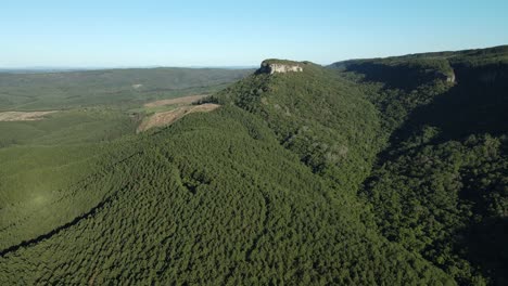 Vista-Aérea-Sobre-Un-área-De-Reforestación-De-Pinus,-Estado-De-Paraná,-Brasil