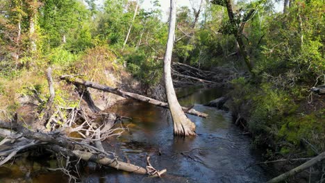 Downed-trees-in-econfina-creek-in-Florida-panhandle