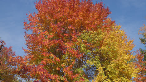 Helle-Herbstblätter-Ruhen-In-Einem-Baum-Vor-Einem-Blauen-Himmel,-Während-Die-Kamera-Schnell-Kippt-Und-Farbenfrohe-Orange,-Gelbe,-Rote-Und-Grüne-Blätter-Enthüllt