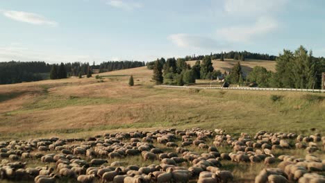Luftaufnahmen-Einer-Schafherde,-Die-An-Einem-Schönen-Sommerabend-Auf-Trockenem-Gras-Weidet