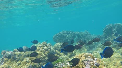 Underwater-landscape-with-tropical-fishes