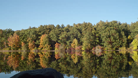 Dense-early-autumn-trees-stand-over-a-clear-reflective-lake-as-the-camera-pans-to-a-beach-in-the-distance,-as-a-stone-in-the-foreground-provides-a-sense-of-perspective