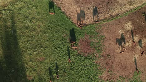 Aerial-dolly-shot-of-brown-horses-on-a-horse-farm-in-Sihla,-Central-Slovakia