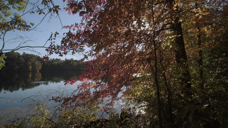 Ein-Kameraschwenk-Hinter-Bunten-Herbstblättern-Zeigt-Einen-Ruhigen-See,-Während-Die-Sonne-Durchscheint