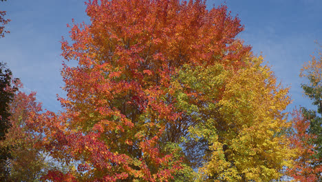 Herbstbäume-Kontrastieren-Gegen-Einen-Blauen-Himmel,-Während-Die-Kamera-Kippt-Und-Orange,-Rote,-Gelbe-Und-Grüne-Blätter-In-Dieser-Neu-England-Szene-Enthüllt
