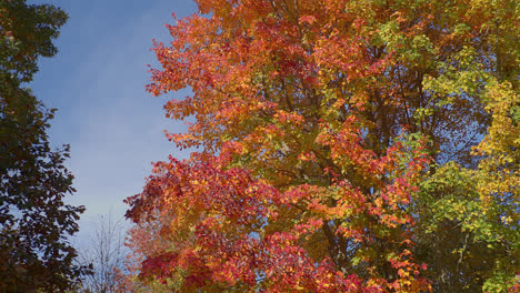 Bright-autumn-leaves-are-revealed-as-the-camera-pans-with-a-wide-angle,-revealing-orange,-red,-and-green-leaves-as-the-blue-sky-peeks-through
