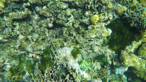 Under-water-colorful-coral-reef,-turn-around-coral-garden,-los-Roques-Venezuela