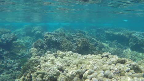 Arrecifes-De-Coral-Y-Peces-Siguen-Adelante-Bajo-El-Agua-Del-Mar-Caribe,-Los-Roques-Venezuela