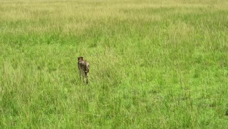 Cheetah-looking-for-a-prey-in-the-African-savanna-of-Kenya