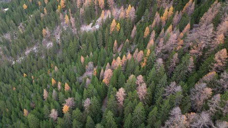 Stunning-drone-footage-of-an-alpine-valley-in-Autumn-with-different-coloured-trees-and-river-flowing-on-the-valley-floor-surrounded-by-snow-dusted-mountain-peaks