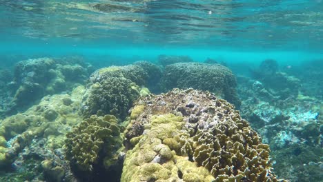 Korallenriff-Mit-Winzigen-Tropischen-Fischen,-Dolly-Im-Unterwasserkaribischen-Meer,-Los-Roques