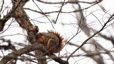 Hand-held-slow-motion-shot-of-a-baby-red-squirrel-eating-a-nut-in-a-tree