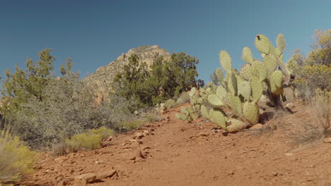 Sedona-Hiking-Trail-Passing-Through-Cactuses