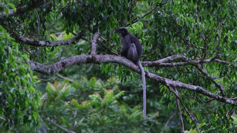 Two-individuals-seen-on-the-branch-while-one-walks-to-the-left-and-disappears,-other-stays-looking-at-the-camera,-Dusky-Leaf-Monkey-Trachypithecus-obscurus,-Thailand