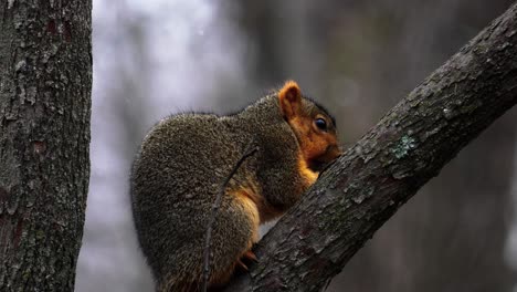 Zeitlupenaufnahme-Eines-Roten-Eichhörnchens,-Das-Nüsse-Isst,-Während-Es-Sitzt-Und-Der-Schnee-Fällt