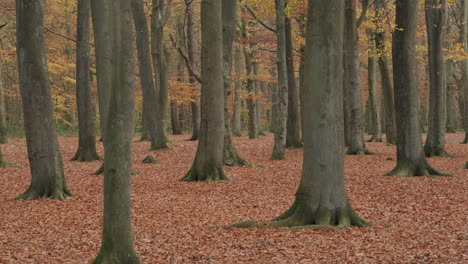 Beech-Tree-Forest-Woodland-in-Autumn-with-Falling-Leaves-in-Slow-Motion