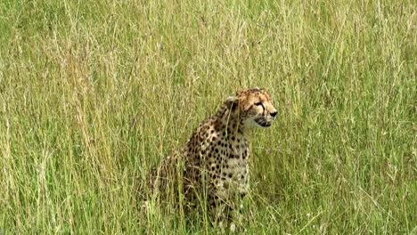 Exhausted-cheetah-panting-and-sitting-in-hot-savannah-grasslands