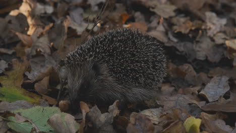 Hedgehog-on-Autumn-Leaves,-UK-Endangered-Animal-Species