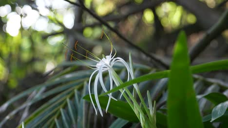 Giftzwiebel-Crinum-Asiaticum-Blüht-Auf-Hawaii