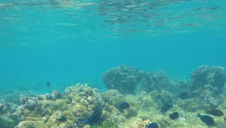 Tropische-Fische-Leben-Aquatische-ökosysteme-Rund-Um-Das-Korallenriff,-Ernähren-Sich-Zusammen,-Los-Roques