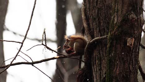 Slowmotion-shot-of-a-red-squirrel-eating-a-nut-on-a-branch-with-snow-falling