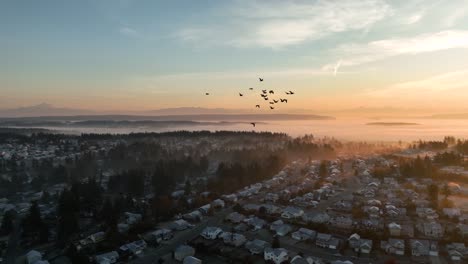 Gansos-Volando-Sobre-Las-Comunidades-Suburbanas-De-Washington-Y-Hacia-El-Amanecer