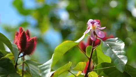 Achiote-Floreciendo-En-Primavera-Hawaii
