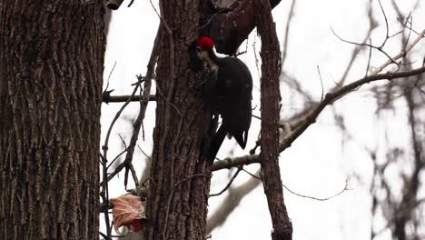 Slowmotion-shot-of-a-Red-Headed-Woodpecker-looking-inside-a-tree-trunk-for-food