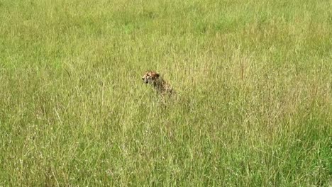 Cheetah-hidden-between-tall-grass-during-dry-season