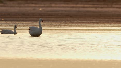 A-coscoroba-swan-flapping-wings-on-a-lake-at-sunset