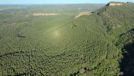 Pinus-elliottii-reforestation-for-raw-material-supply,-southern-region-of-Brazil,-drone-view