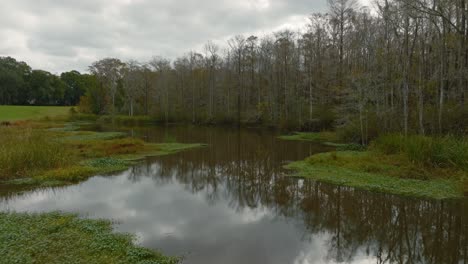 Pond-marsh-with-woods-in-background
