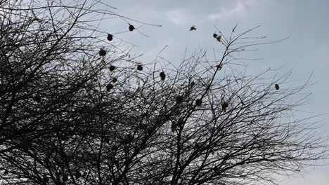 Large-Group-of-weaver-bird-round-nests-on-tree-in-Zimbabwe-Africa