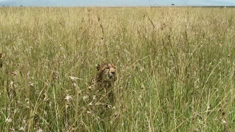Static-shot-of-a-cheetah-between-grass-while-purple-and-black-butterfly-flies