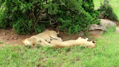 Two-lions-sleeping-behind-a-bush-with-flies-flying-around-in-wilderness-of-Africa