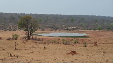 watering-hole-with-a-group-of-baboons-in-the-distance