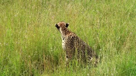 Statische-Ansicht-Eines-Wilden-Und-Schönen-Geparden,-Der-Nach-Der-Regenzeit-Auf-Dem-Gras-Der-Großen-Afrikanischen-Prärie-Sitzt