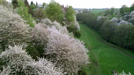 Valley-of-white-cherry-trees-blossoming