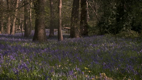 Morning-in-an-English-Bluebell-Woodland,-Springtime