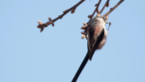 Long-Tailed-Tit-Hanging-on-Branch-Ending-Using-One-Leg-And-Eating-Food-From-Claws-Against-Blue-Sky