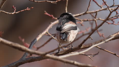 Adult-Long-Tailed-Bushtit-or-tit-Close-up-Standing-On-Tree-Branch