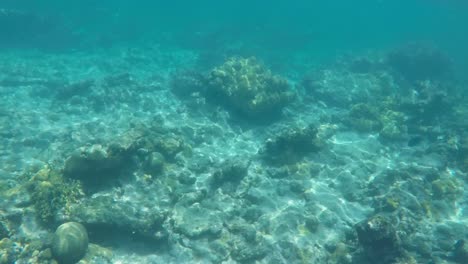 Arrecifes-De-Coral-Submarino-Mar-Caribe,-Fondo-De-Arena,-Rocas-De-Las-Islas-Los-Francisqui