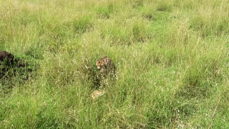 Cheetah-under-scavengers-alert-eating-antelope-prey-in-wildness-of-Africa