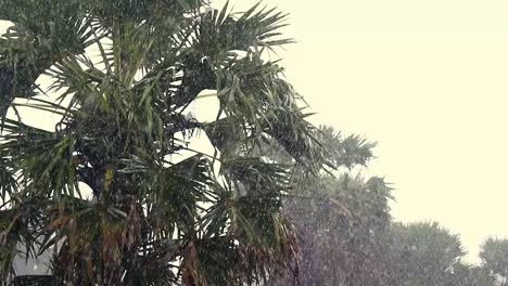 Monsunregen,-Der-Auf-Eine-Palme-Herabströmt